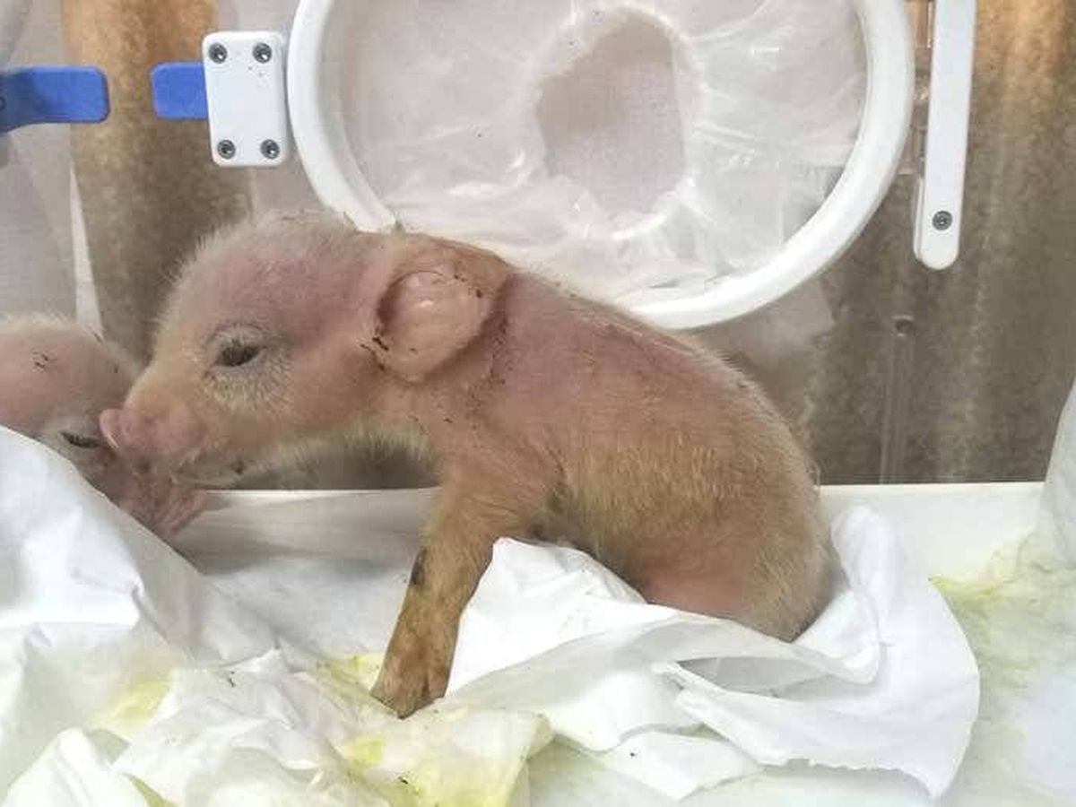 Foto: Cerdo recién nacido con células de mono. Foto: Tang Hai