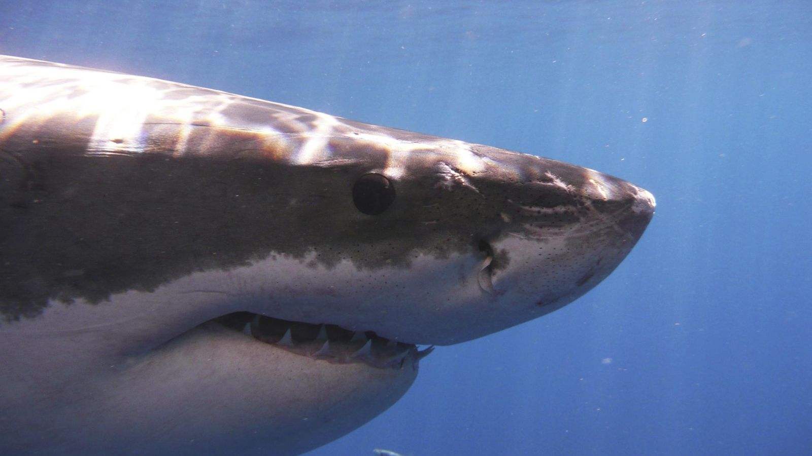 Foto: Un gran tiburón blanco, fotografiado en el Pacífico nororiental, al que pertenece la región de California. (Reuters)