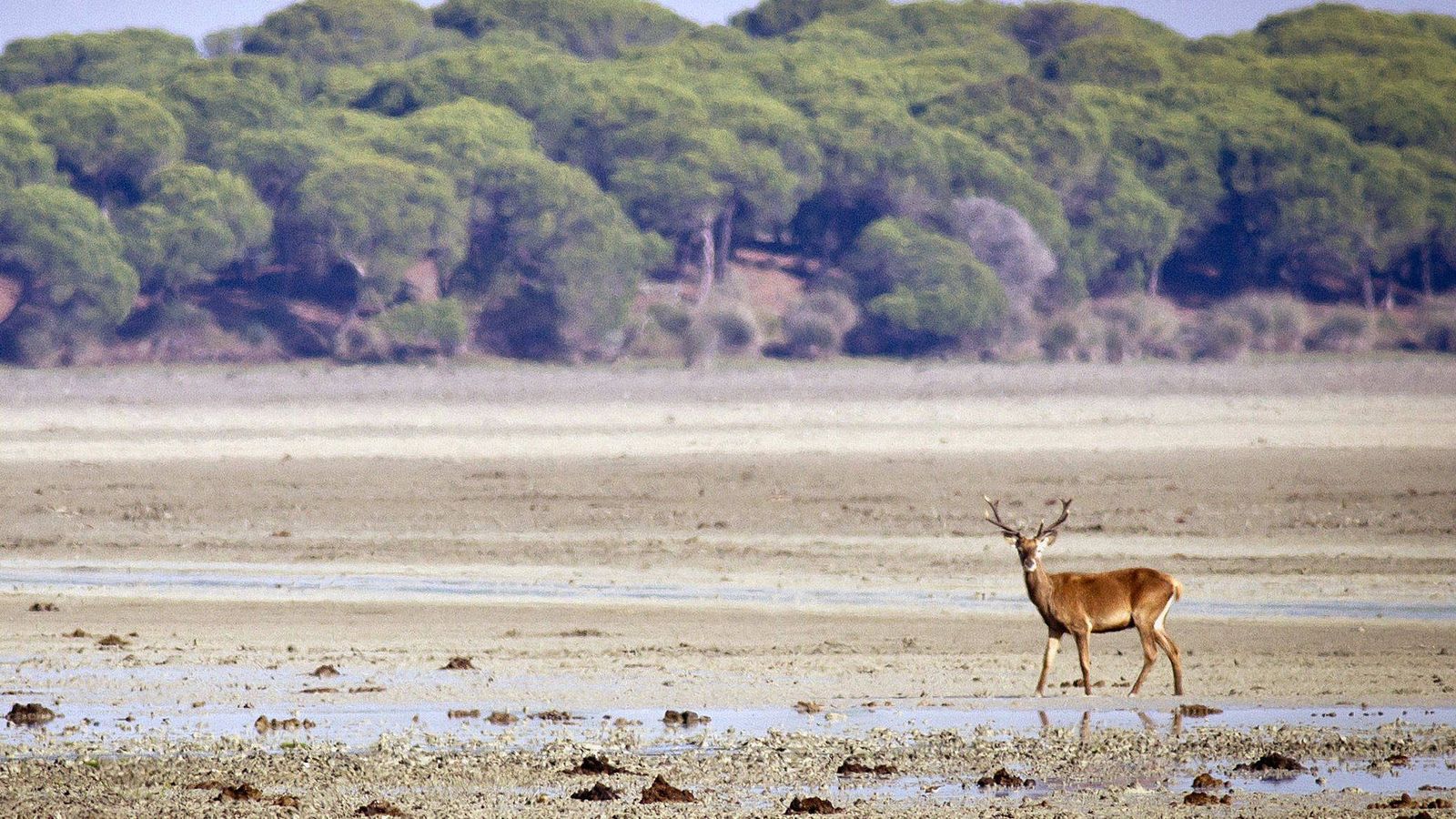 Foto: Un ciervo pasea por las marismas del parque de Doñana, en Huelva. (EFE)