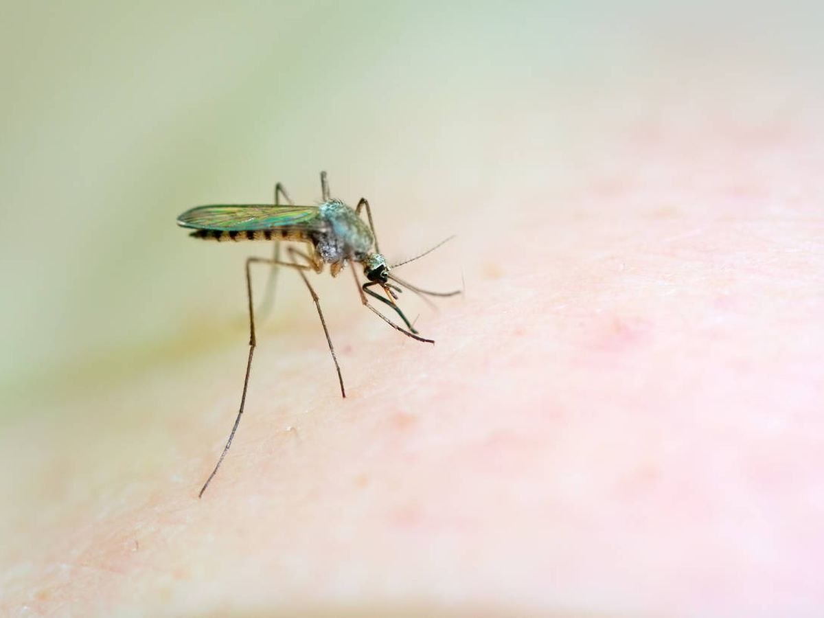 Foto: Imagen de archivo de un mosquito succionando sangre de una persona (iStock)