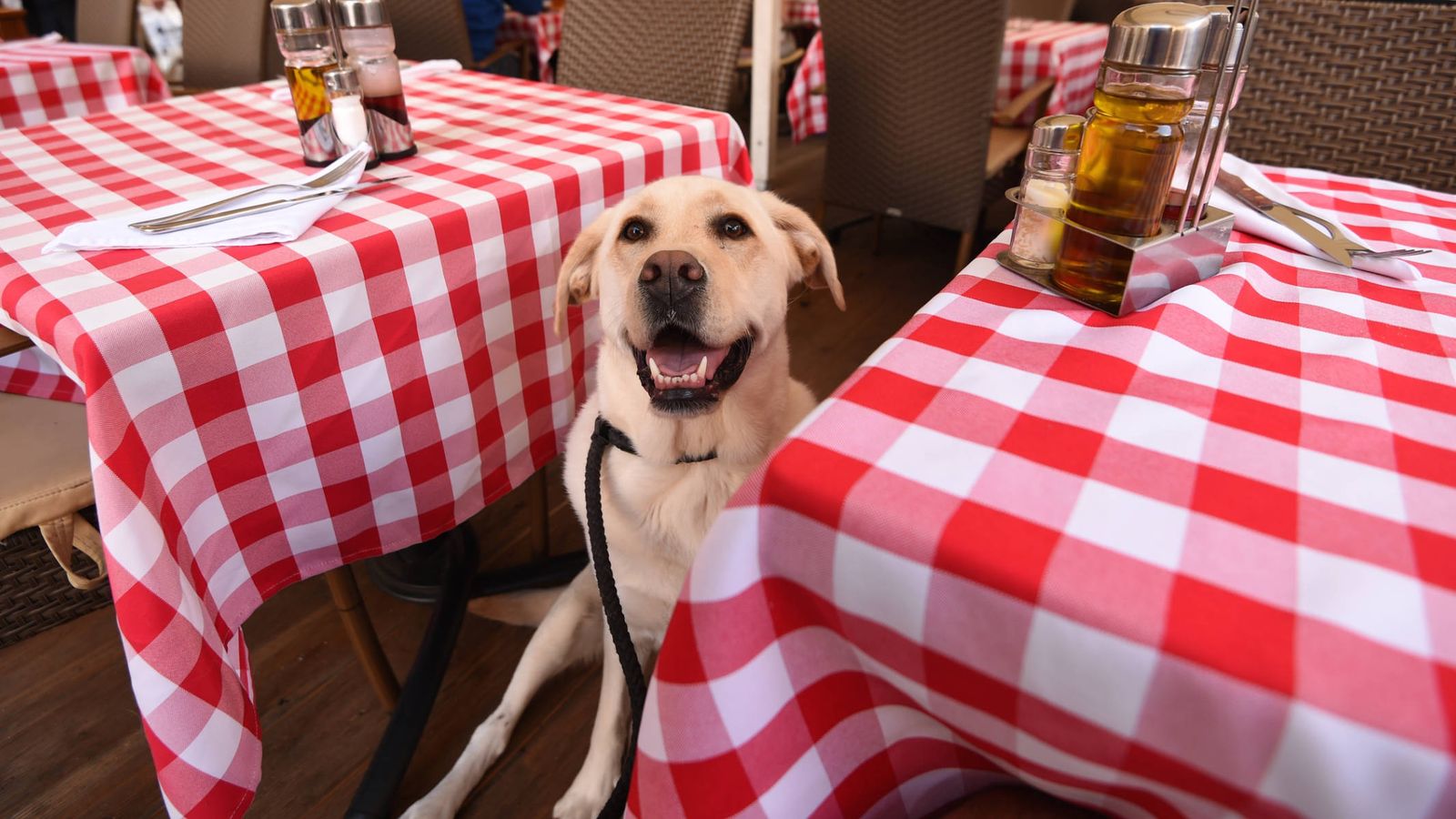 Foto: Un perro en un restaurante. (iStock)