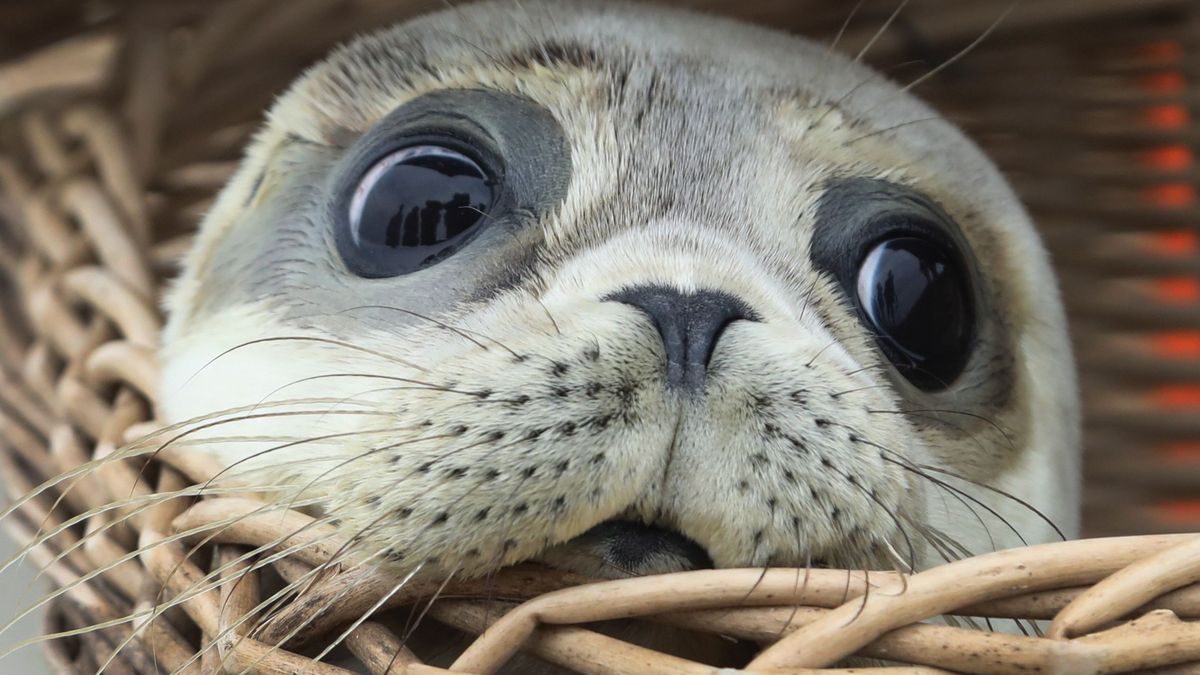 Encuentran decapitadas seis crías de foca en una famosa playa de Nueva Zelanda
