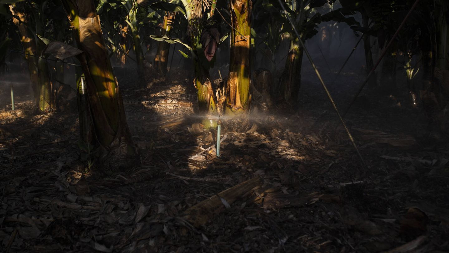 Sistema de riego en una parcela de plantación de plátanos en el municipio de Los Llanos, La Palma. (Alejandro Martínez Vélez)