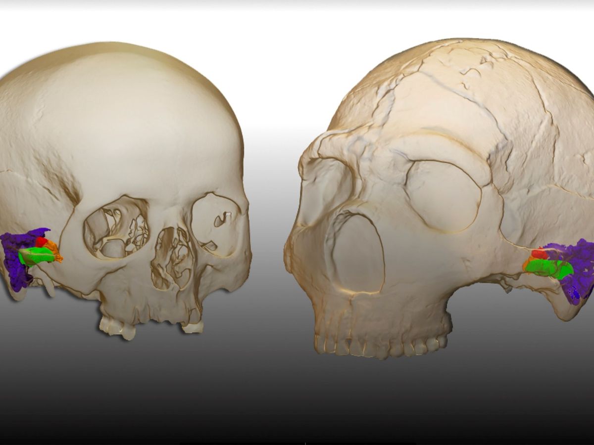 Foto: La localización de nuevos restos de especímenes neandertales ayuda a su comprensión y definición (EFE)