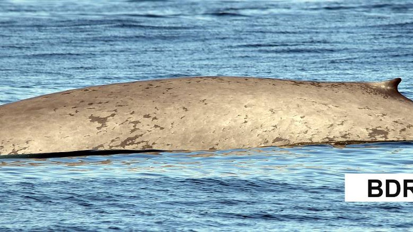 Imagen de las últimas ballenas avistadas (BDRI)