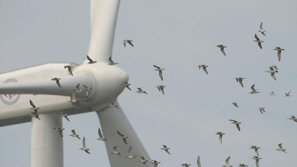 Los ecologistas temen que la UE sacrifique la naturaleza por las energías renovables