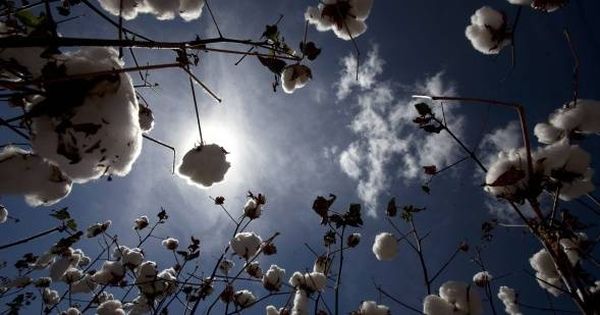 Foto: Planta de algodón. (EFE)