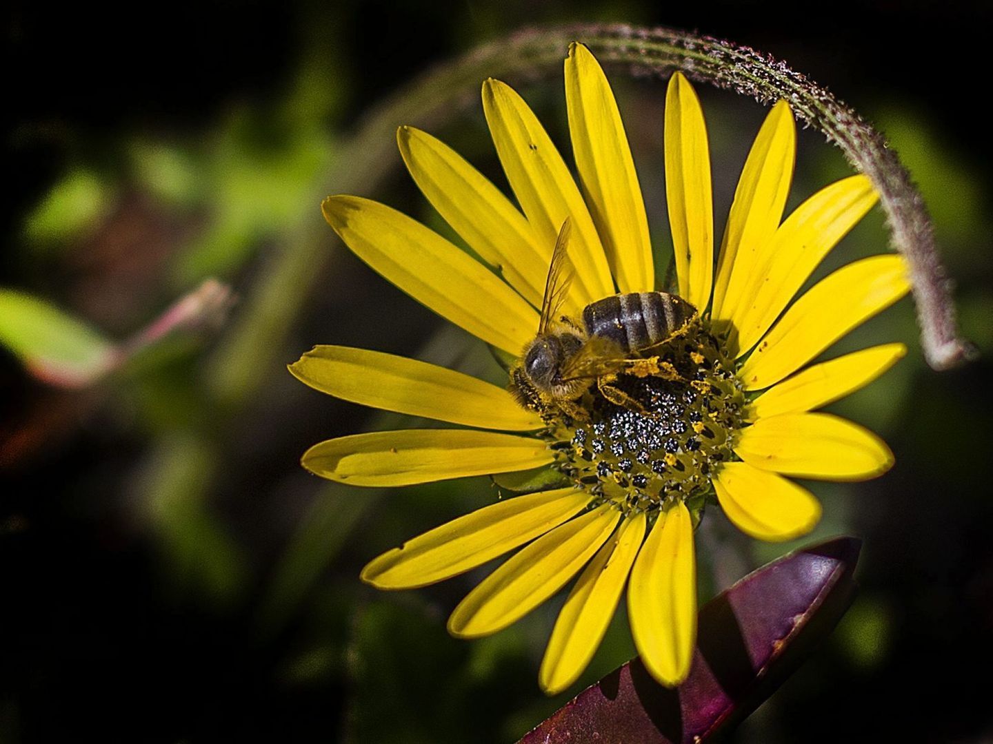 Más de 500 voluntarios de BeeWalk de Bumblebee Conservation Trust recopilaron datos, descubriendo que algunas abejas prefieren los humedales (EFE).
