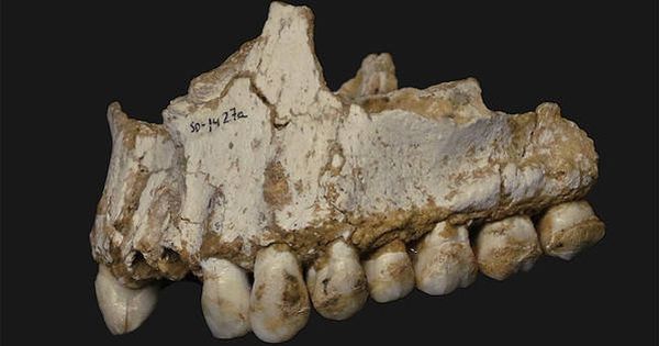 Foto: Mandíbula neandertal encontrada en el Sidrón / Andrés Díaz (CSIC)