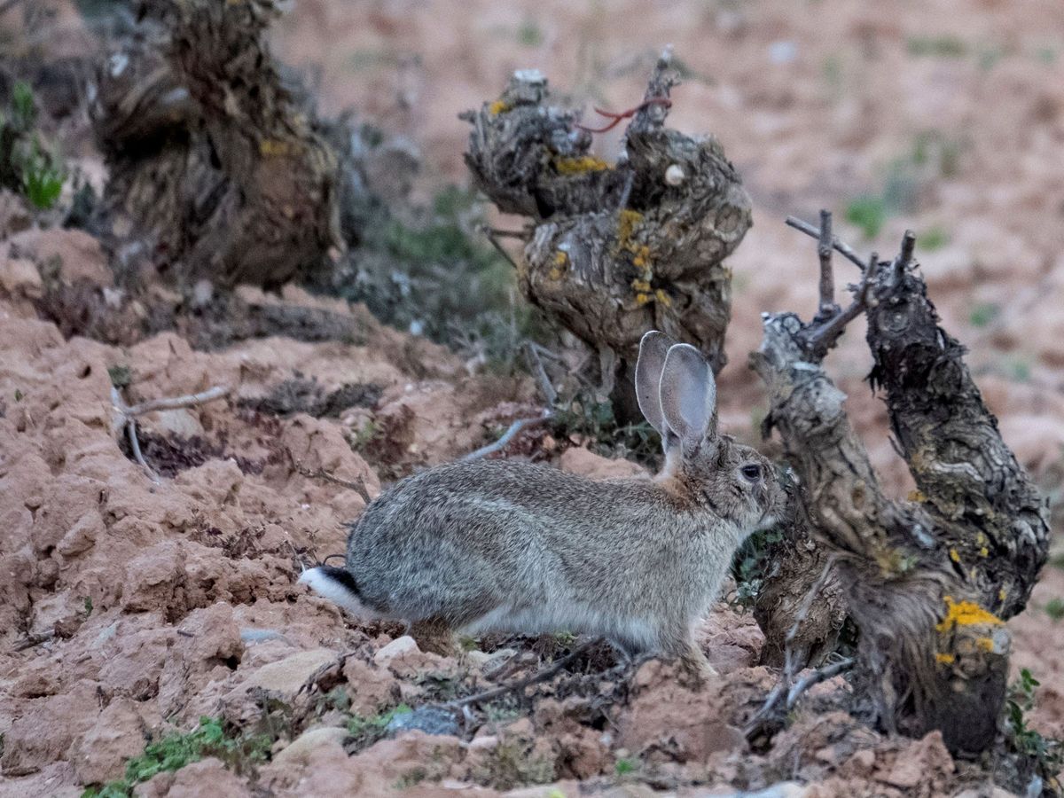 Foto: Conejo en una viña. (EFE/Abel Alonso)
