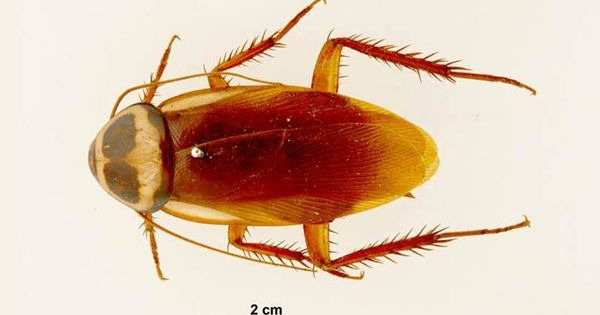 Foto: Cucaracha australiana.