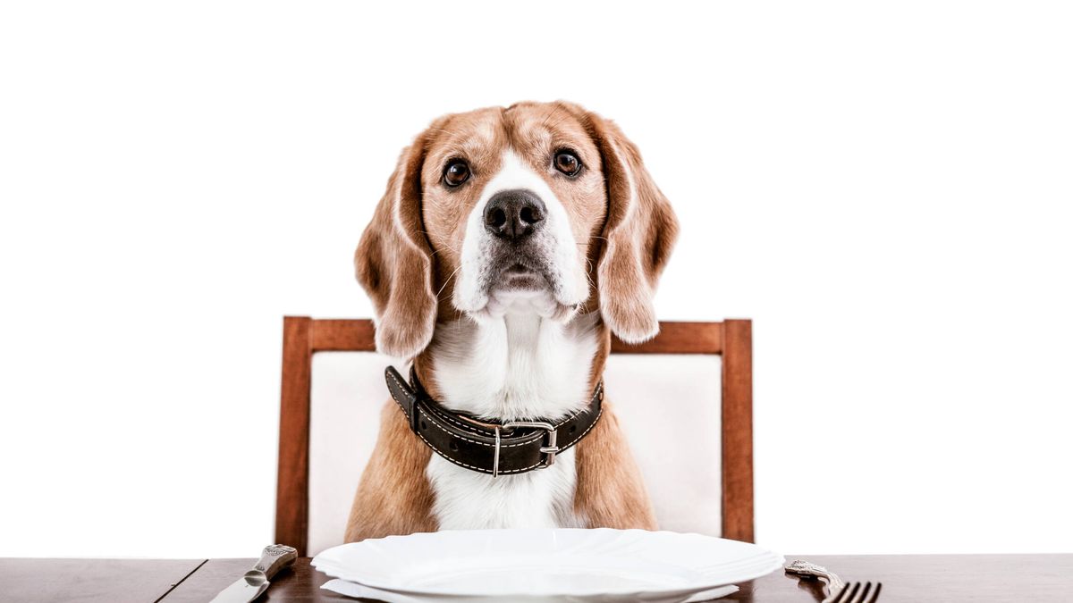 Evita que tu perro pida comida en la mesa con estos sencillos trucos
