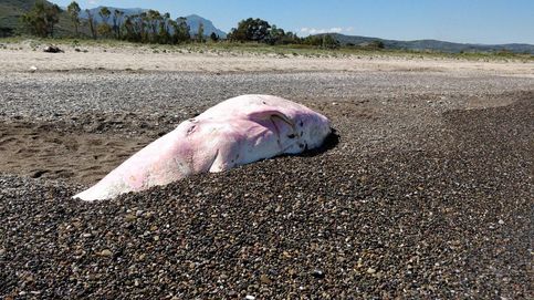 Una ballena joven aparece muerta en las playas de Sicilia llena de plástico