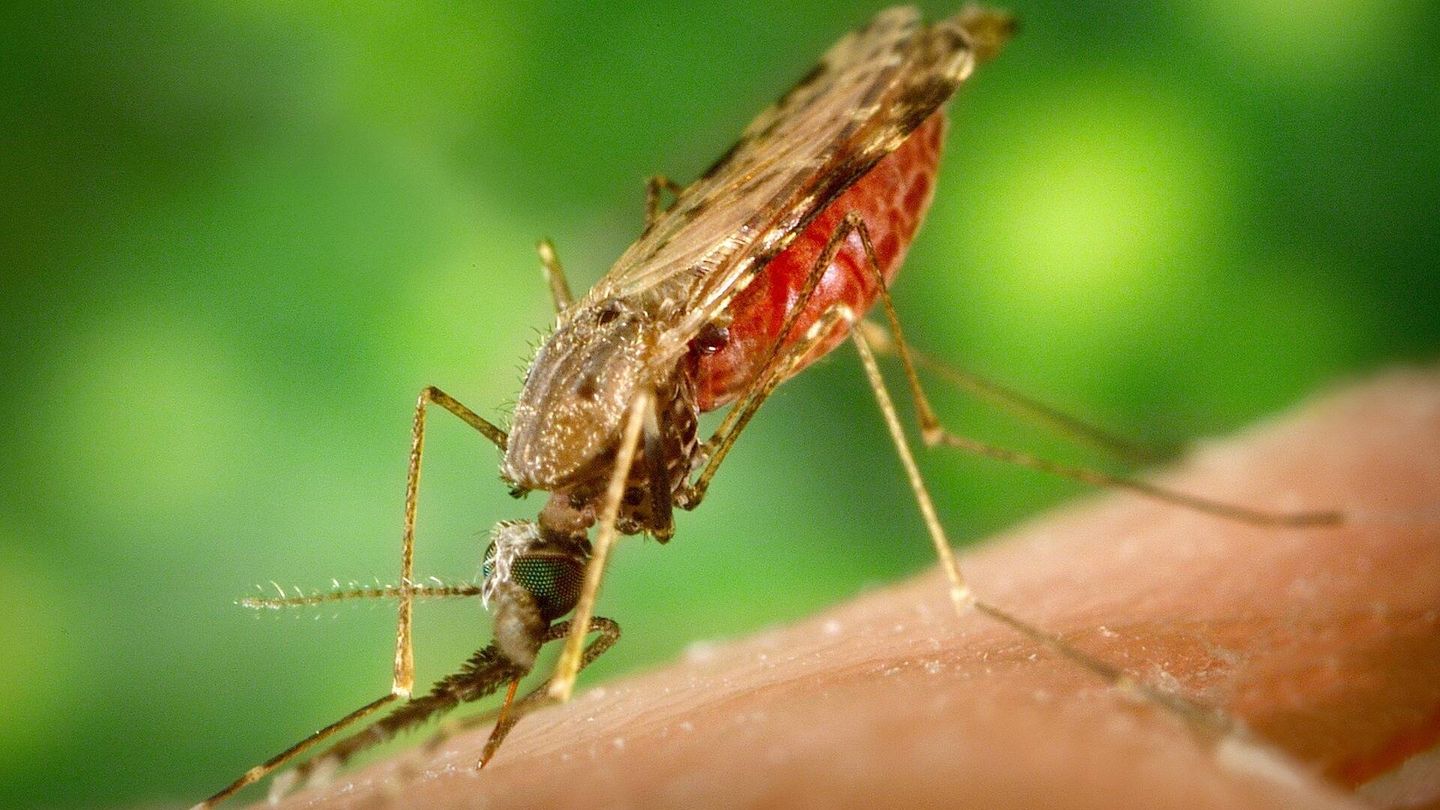El mosquito que transmite la malaria. (Pixabay)