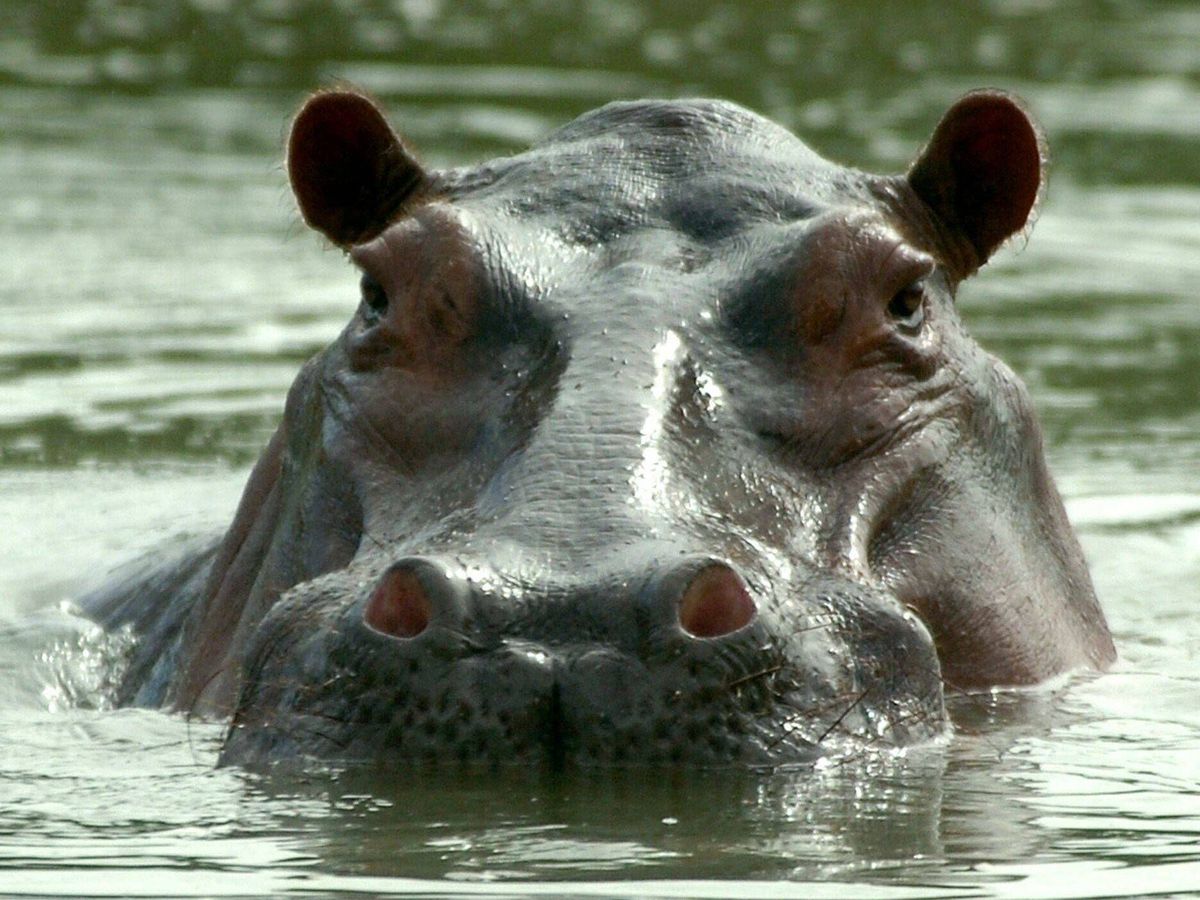 Foto: Uno de los hipopótamos de la hacienda Nápoles de Pablo Escobar (EFE)