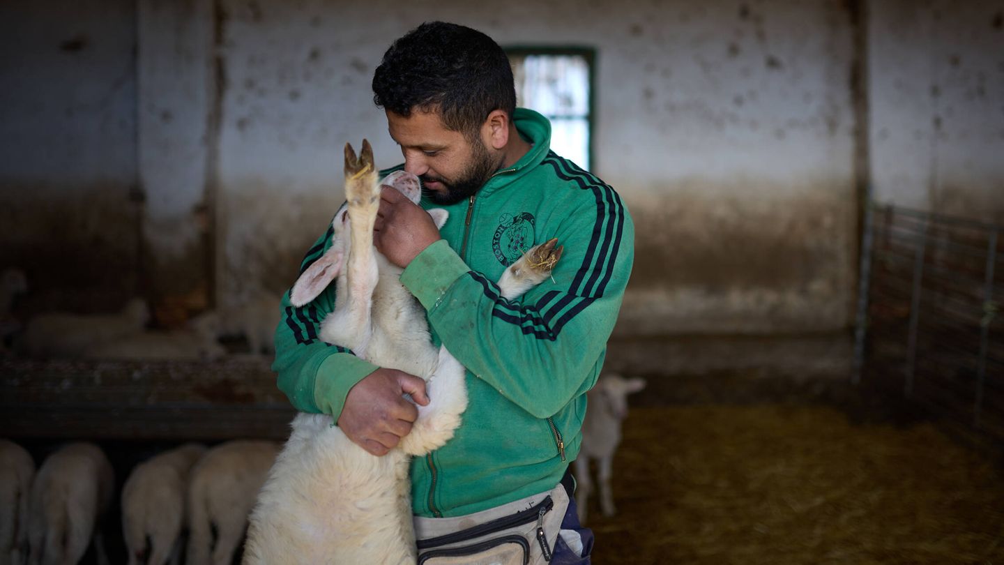 Abdul acaricia a una de sus ovejas. (EC/Unai Beroiz)
