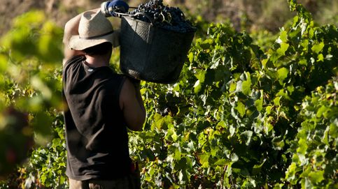 El vino tiene más alcohol, las cosechas se adelantan y otros efectos del cambio climático en las viñas