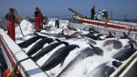 La AN investigará la organización criminal del atún rojo ilegal