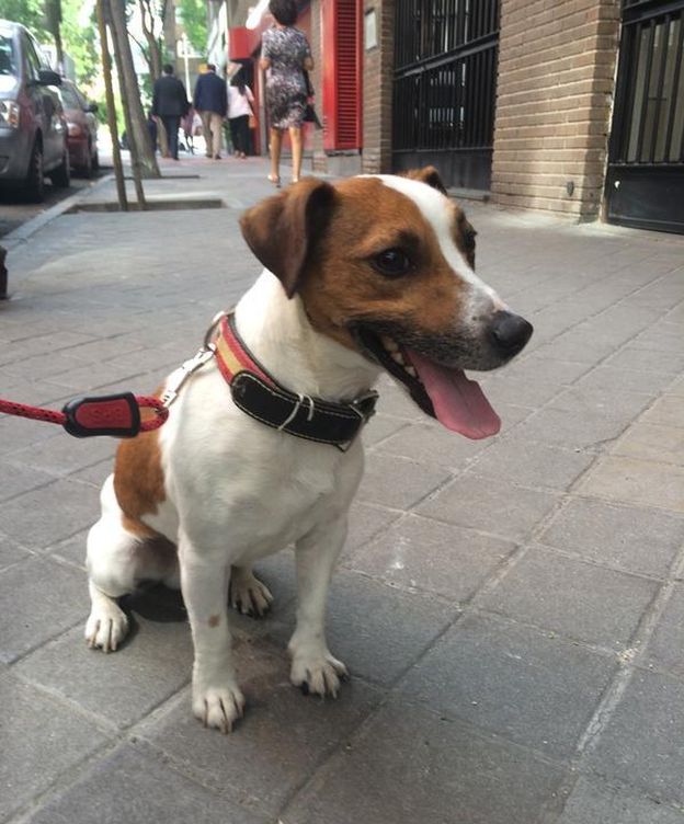 Foto: Pecas, el perro de Esperanza Aguirre. (Twitter)