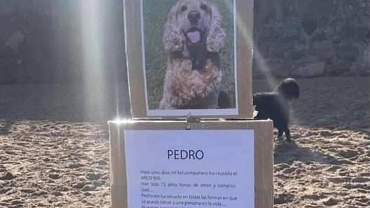 Su perro muere y decide hacer esto en la playa en su honor: "Quiero rendirle este homenaje"