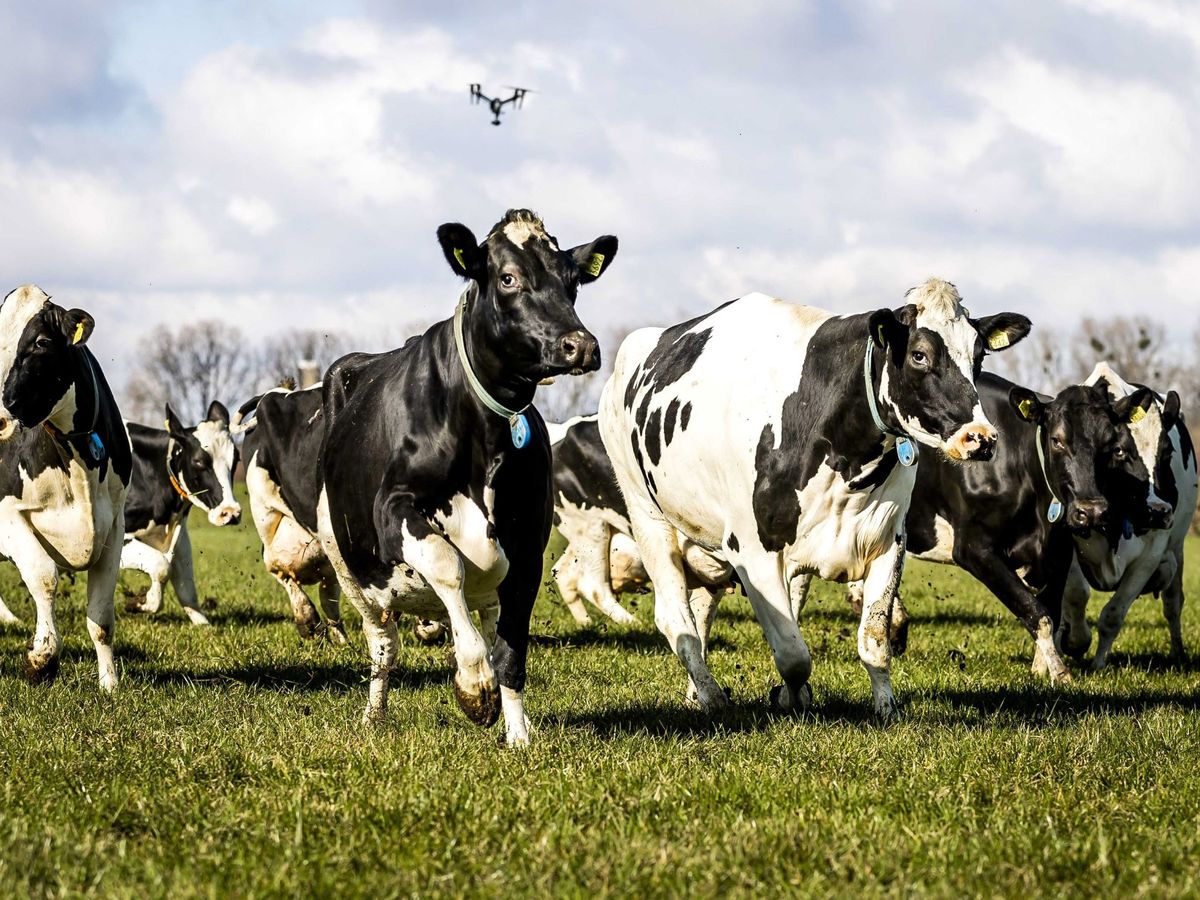 Foto: Vacas en Baarn. (EFE)