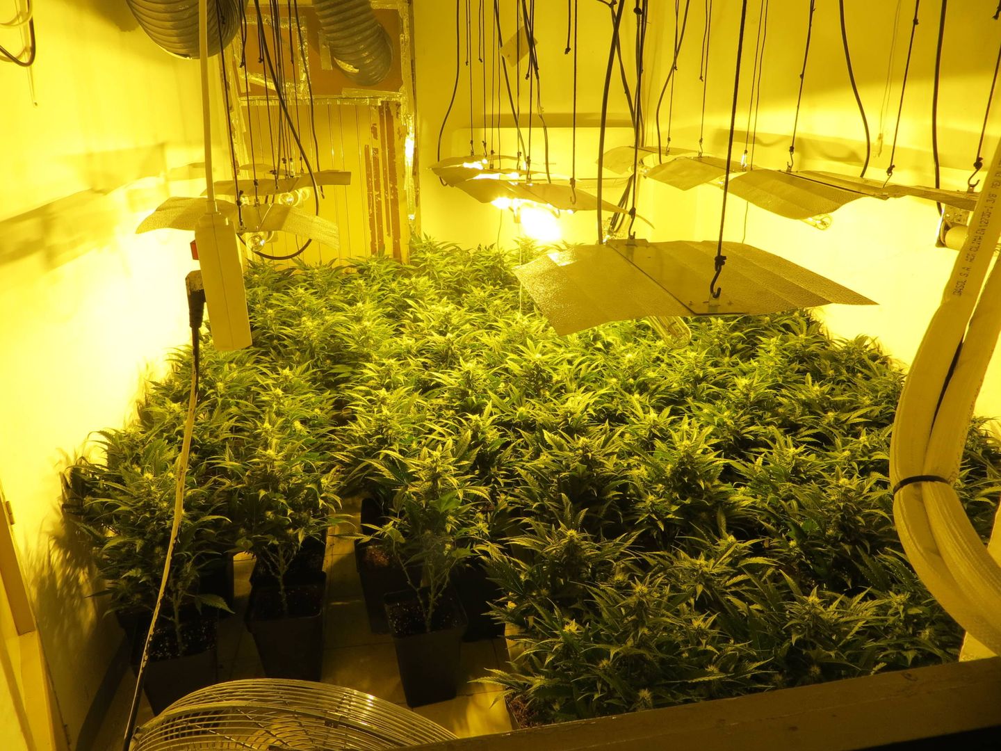 Una de las habitaciones llenas de plantas de marihuana encontrada durante el registro. (A. V.)