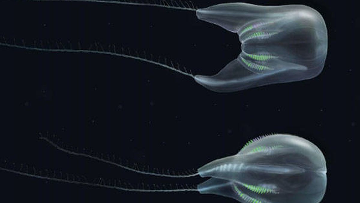 Los animales marinos más temibles y fascinantes  Noticias de la Ciencia y  la Tecnología (Amazings® / NCYT®)