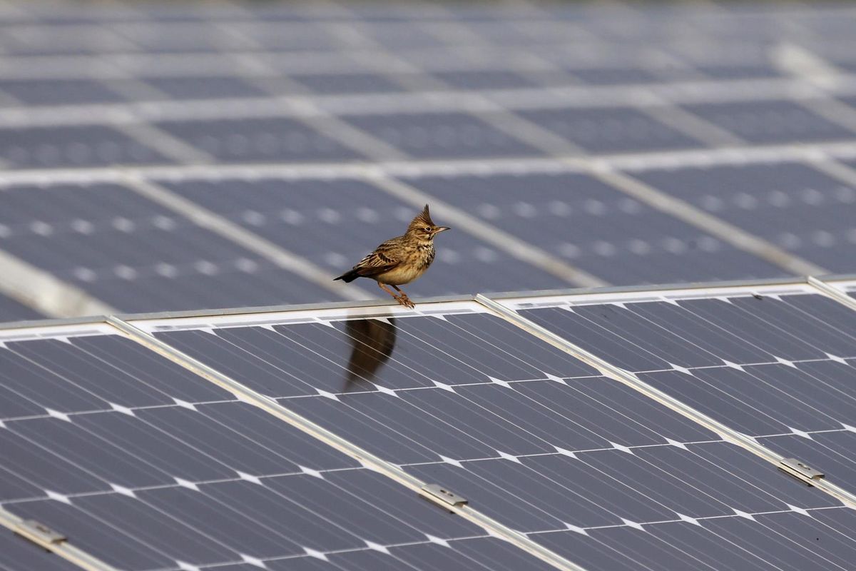 Expansão de energia solar na Espanha ameaça habitats de aves raras na região da Andaluzia