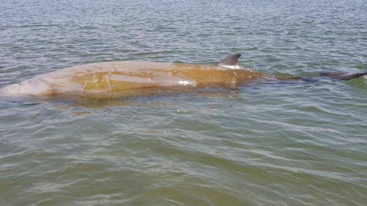 Liberada en aguas profundas una ballena que había quedado varada en el delta del Ebro