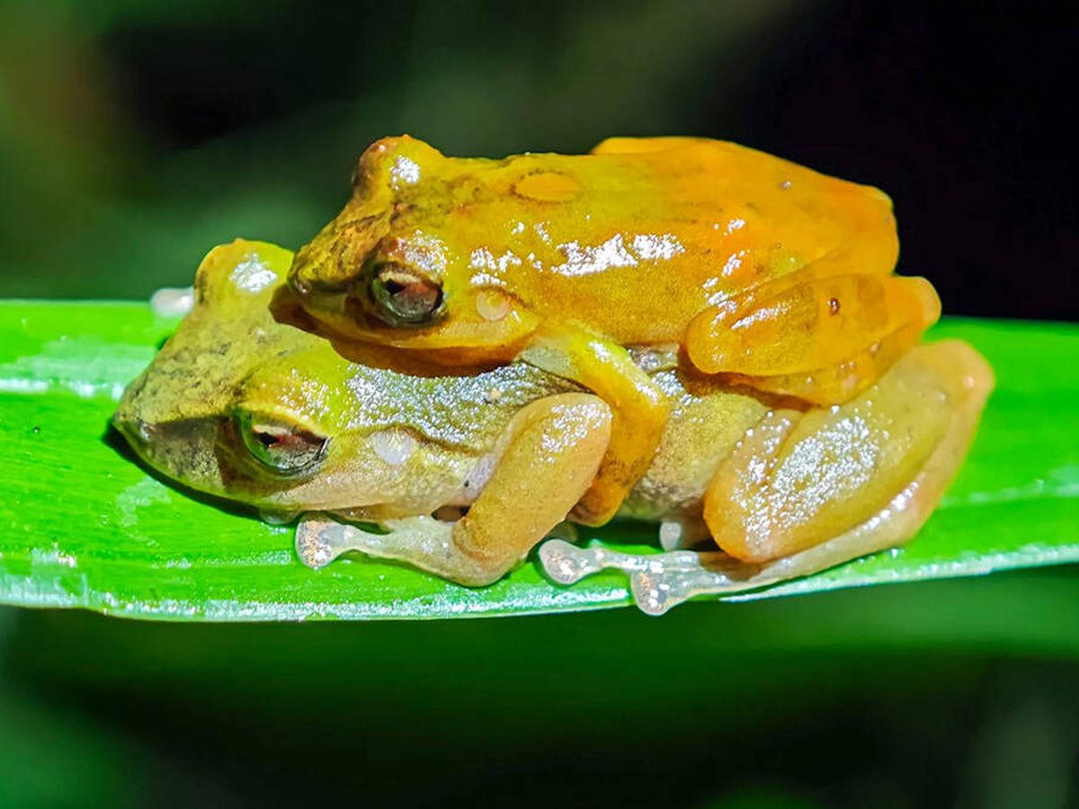 Nova espécie de anfíbio é identificada após a reanálise de espécimes de um museu londrino