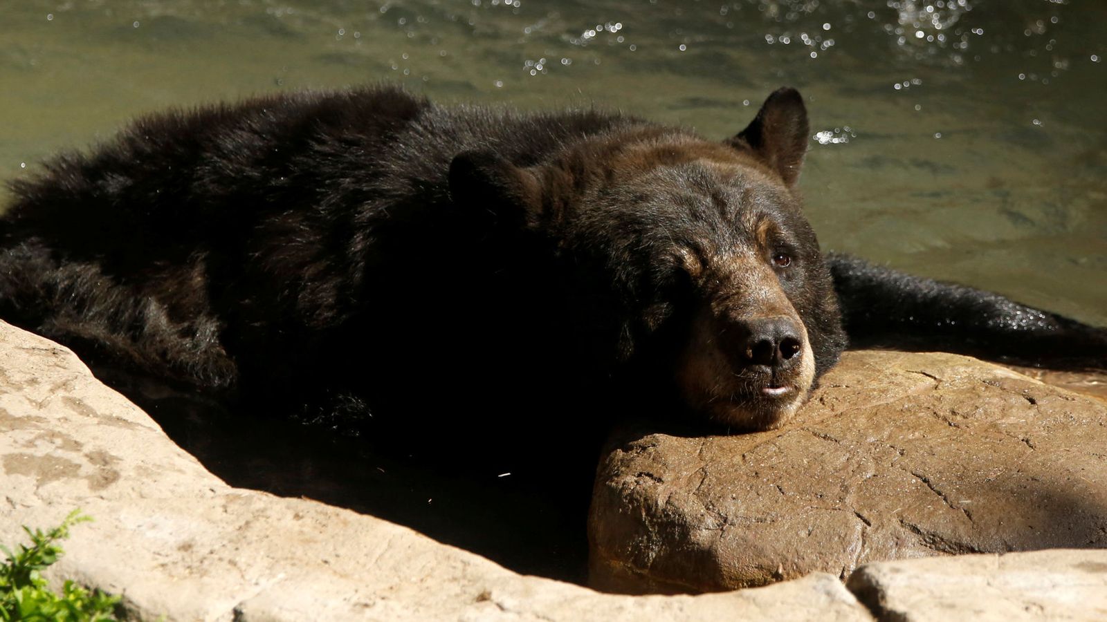 Foto: Un oso en Estados Unidos. (Reuters)