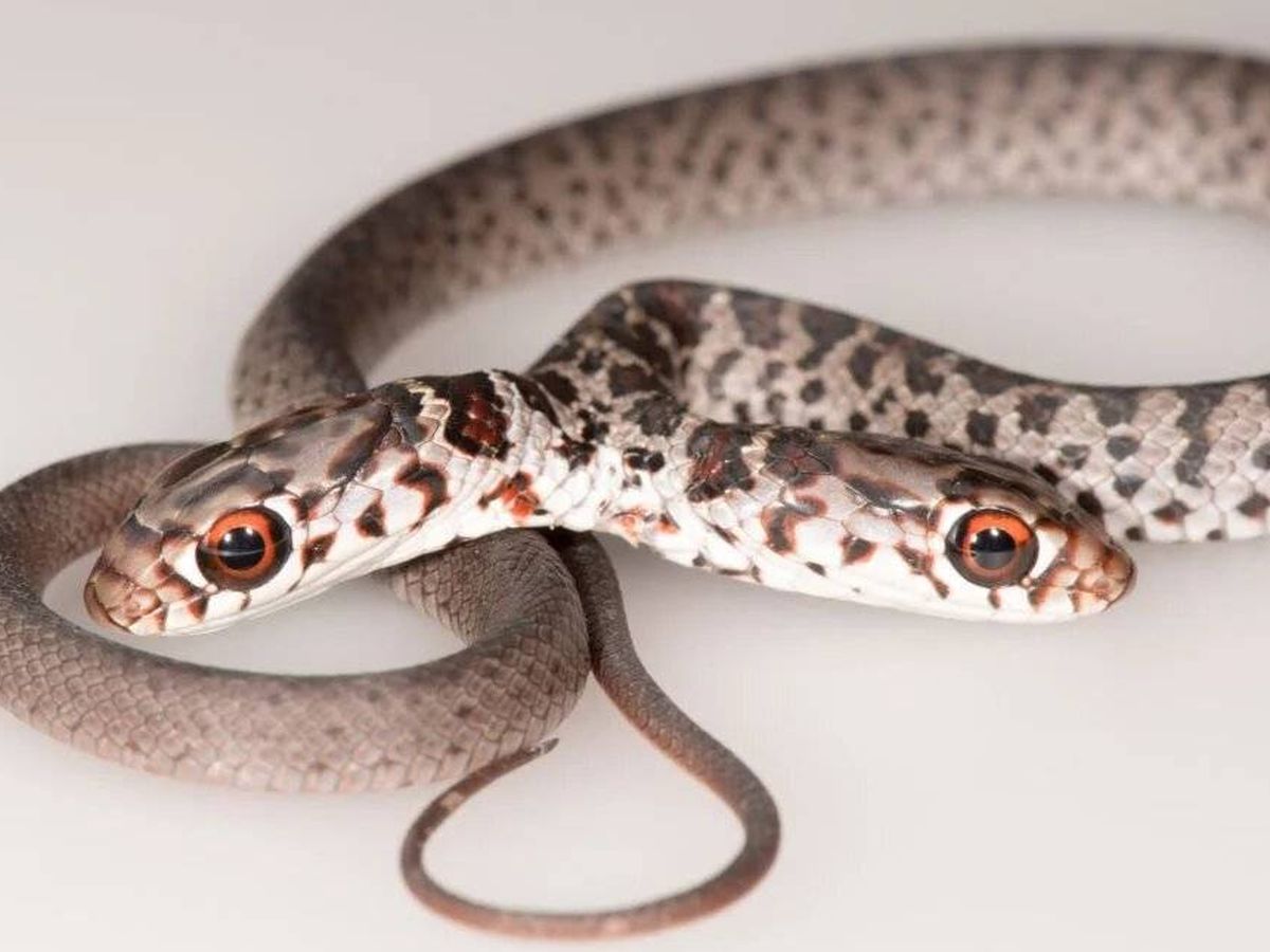 Foto: Dos, la serpiente de dos cabezas. Foto: Comisión de Conservación de Pesca y Vida Silvestre de Florida 
