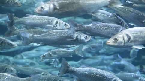 Acuicultura: cómo salvar los océanos y servir nuestra mesa a la vez