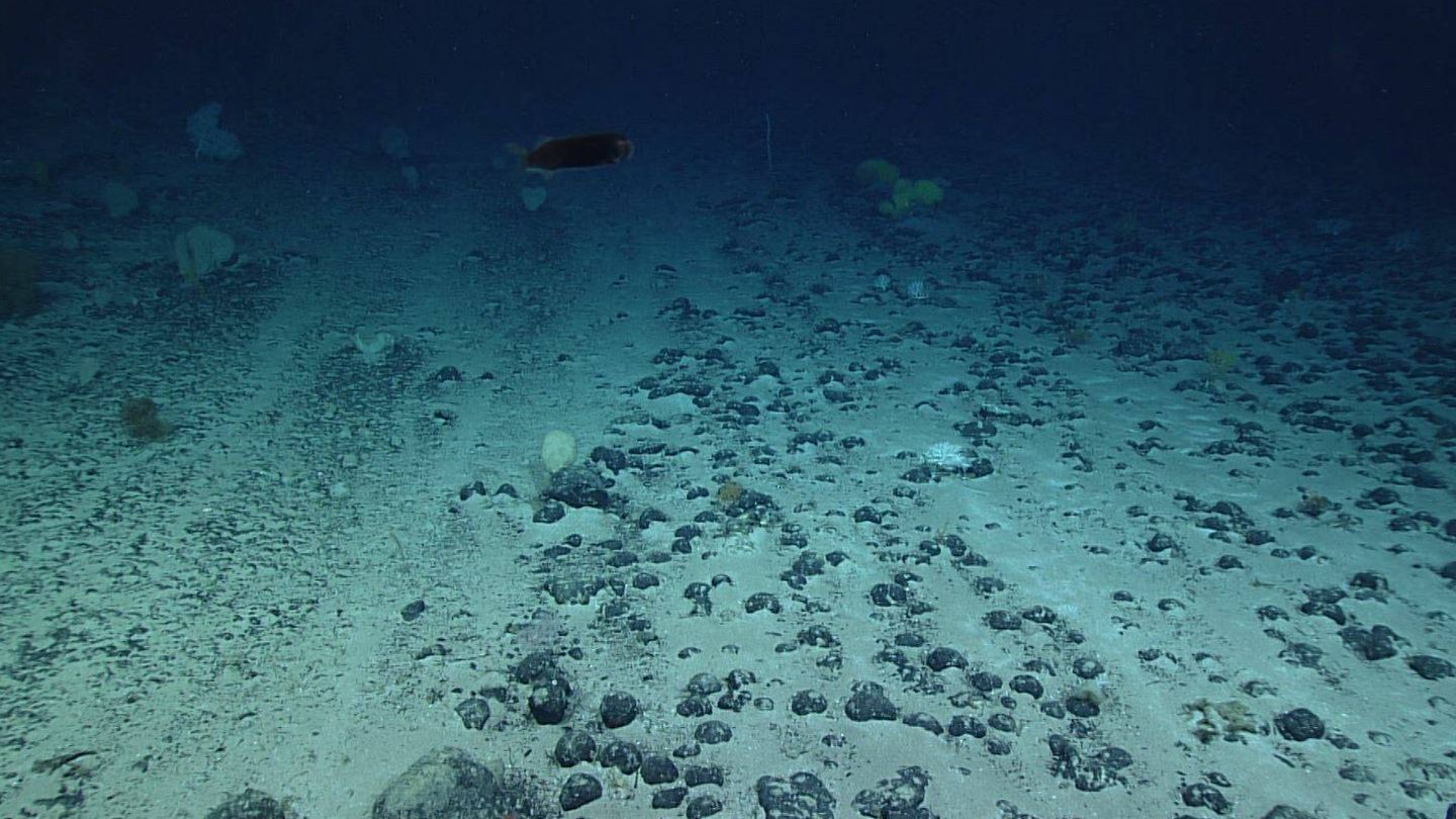 Nódulos de manganeso en el lecho oceánico. (NOAA)