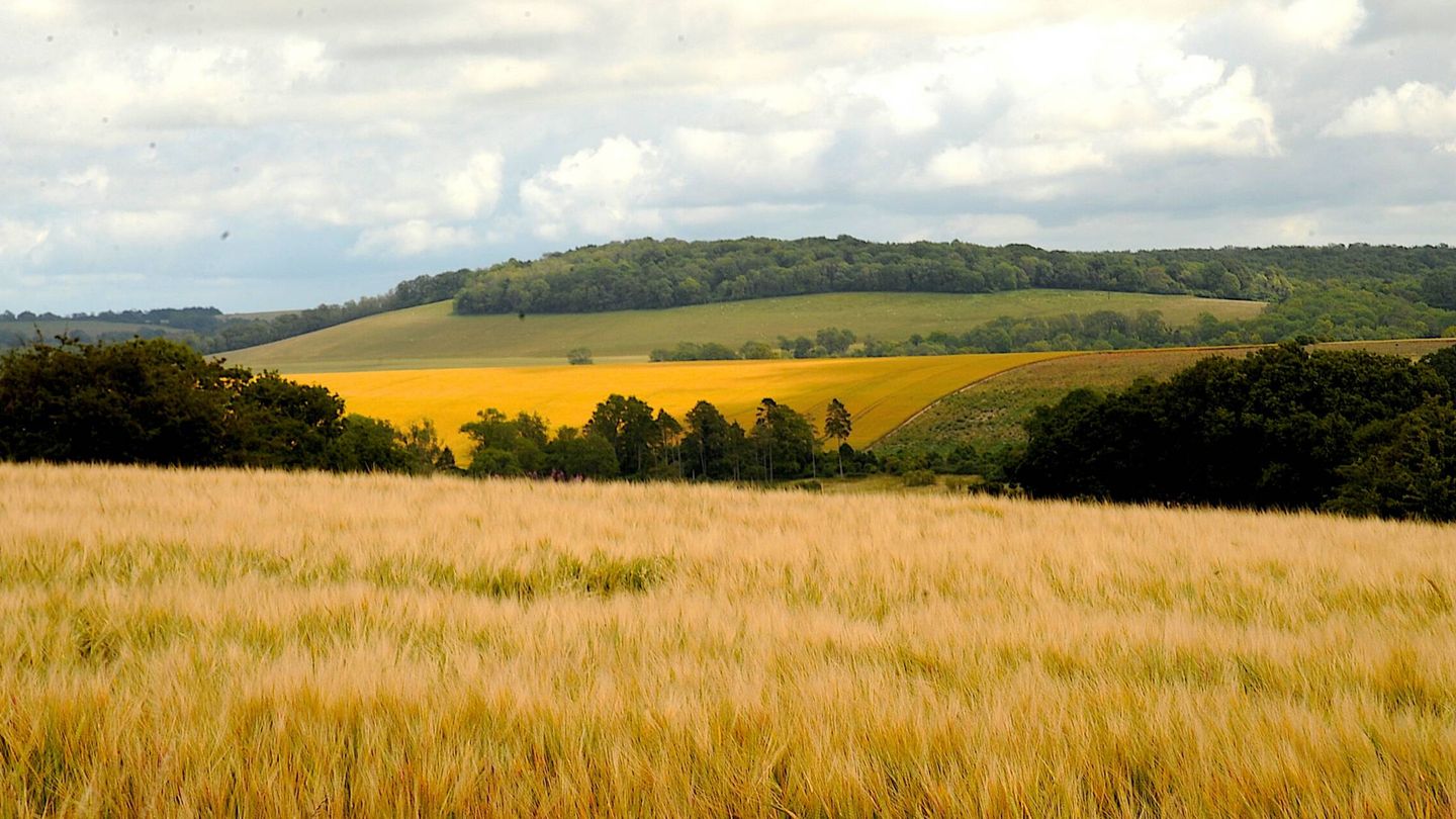 La producción mundial de trigo se ha reducido un 5% por la crisis climática. (Unsplash)