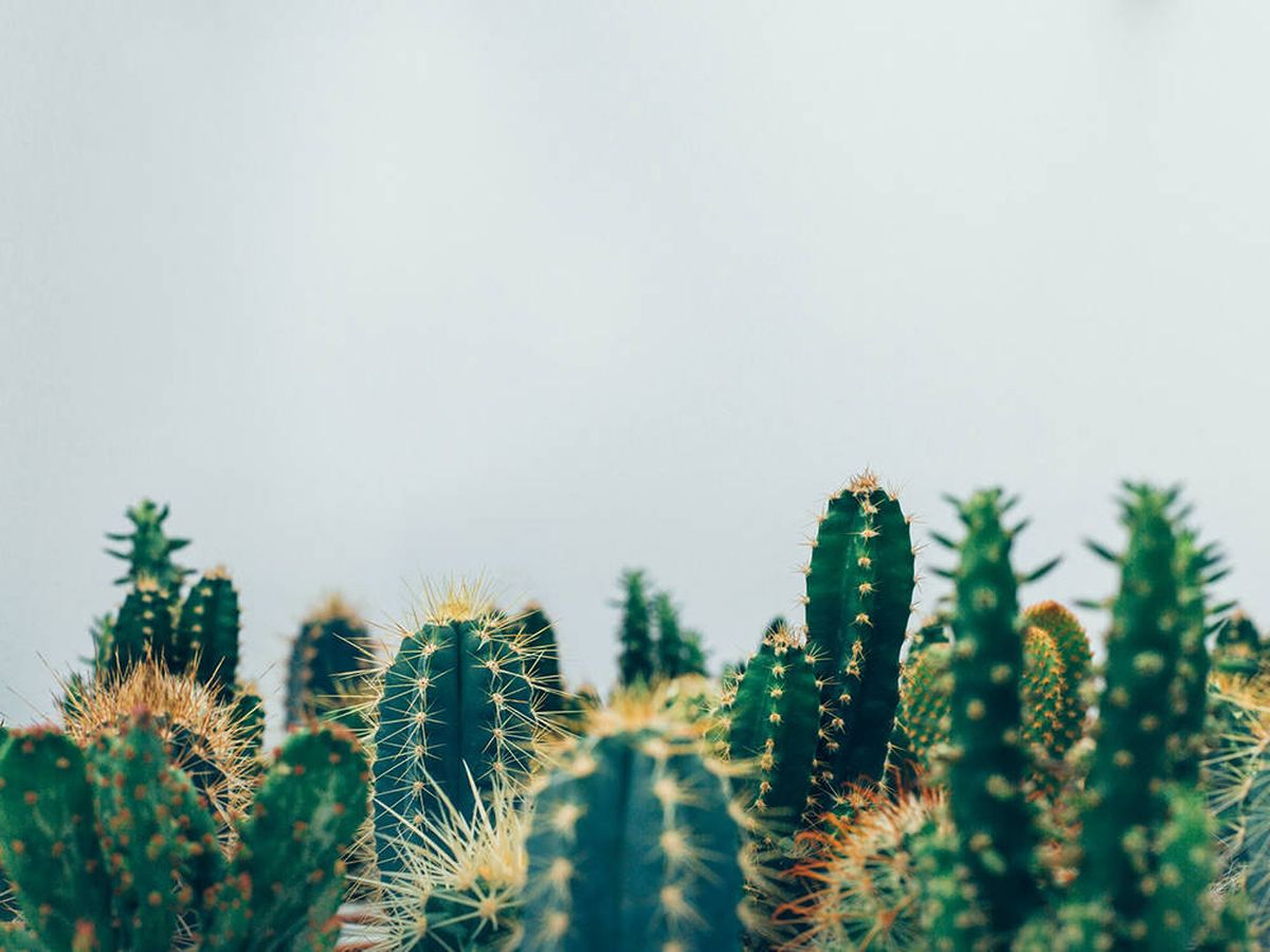Da un aire exótico y colorido a tu casa con decoración de cactus