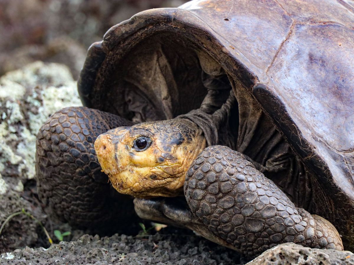 Foto: Tortuga encontrada en el Parque Nacional Galápagos. (EFE)