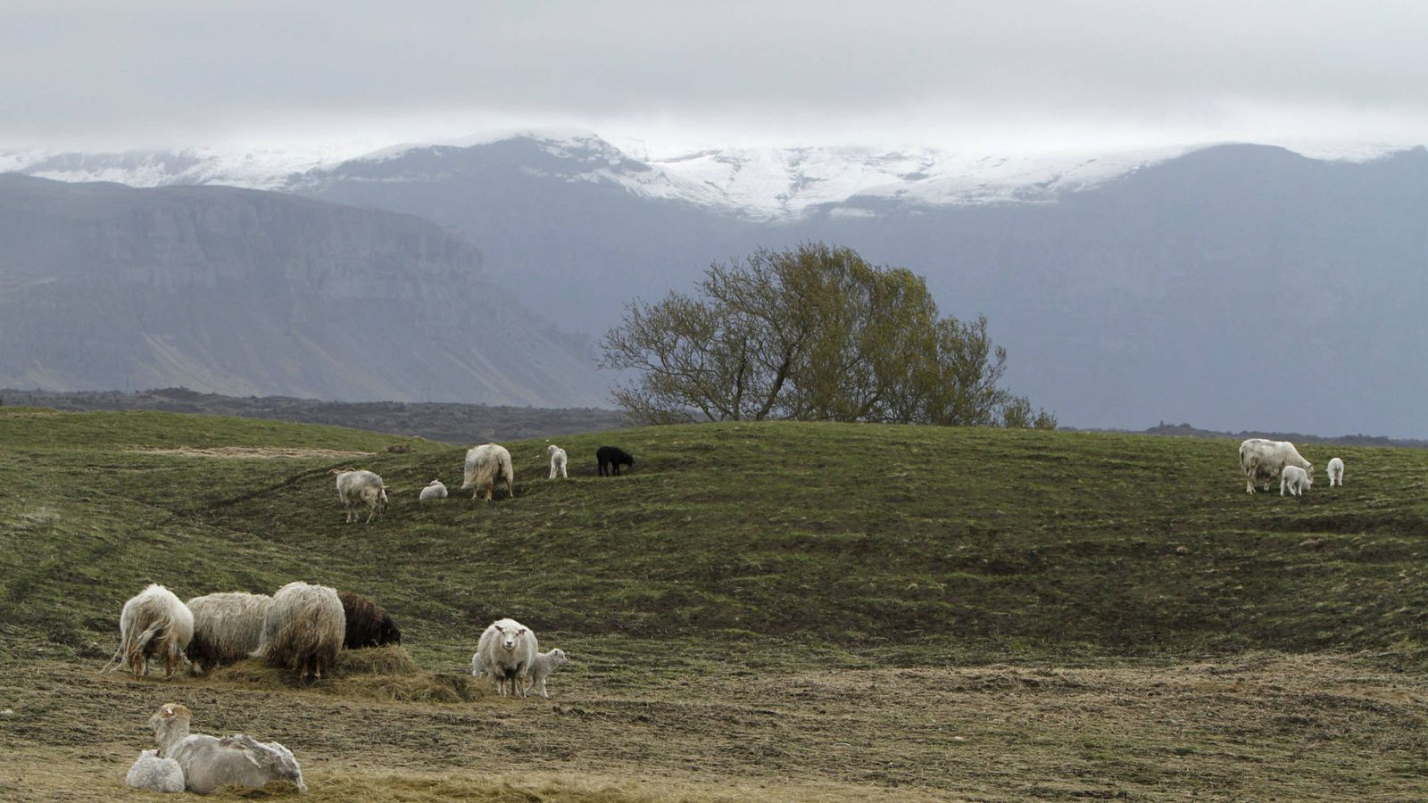 Foto: Ovejas en un prado del sudeste de Islandia. (Reuters)