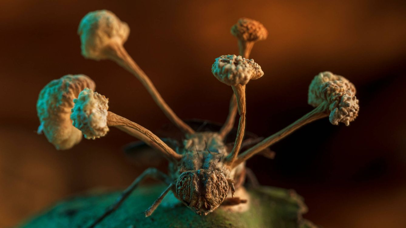 Foto: La historia de una conquista. El cuerpo fructífero de un hongo parásito brota del cuerpo de su víctima, una mosca. (Roberto García-Roa/