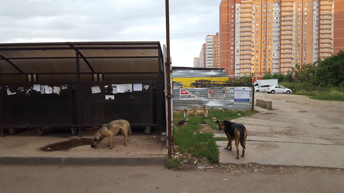 Canicidio en Rusia: Mataron a mis perros por el Mundial, hace 10 años que venían
