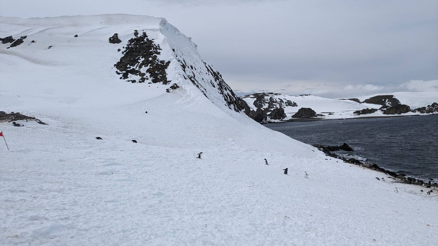 Unos pingüinos en las islas Shetland del sur, en Antártida (Alicia Alamillos)