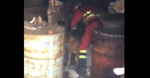 Foto: Un miembro de la UME intenta liberar a un perro encadenado en medio del incendio de Gran Canaria