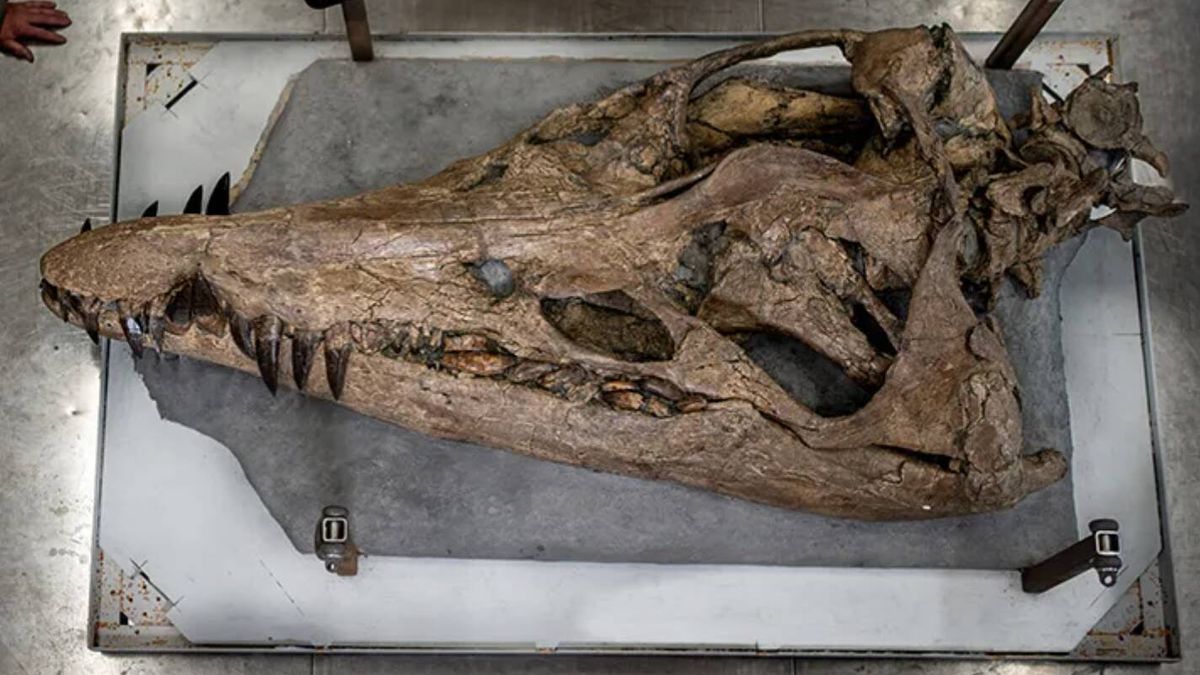 Hallan un cráneo "único" de dos metros que perteneció a un antiguo "T-Rex" marino