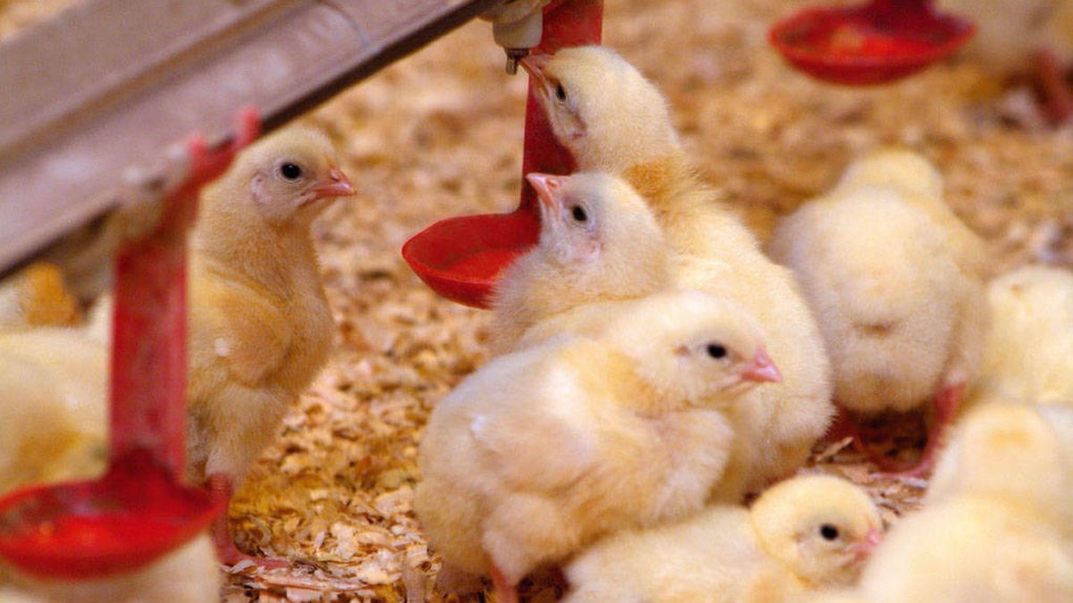 Francia prohibirá el sacrificio masivo de pollitos macho a final de 2022
