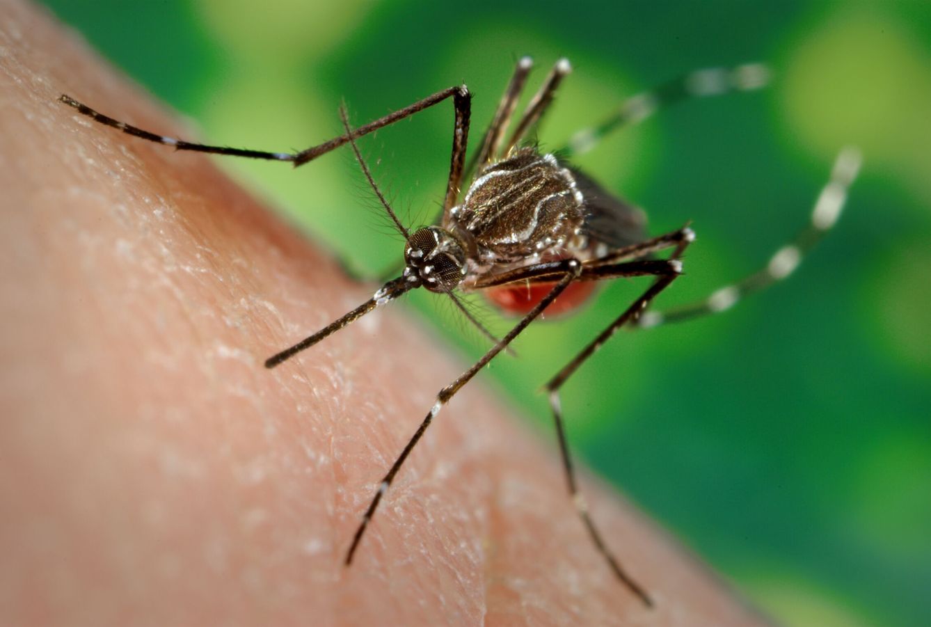 La bioinvasión de mosquitos es una seria amenaza para la salud. (EFE/J.Gathany USF)