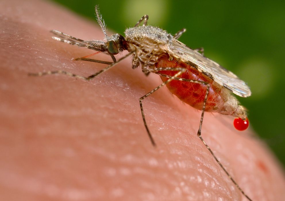 Foto: Un mosquito Anopheles stephensi tras picar a una persona. (CDC)