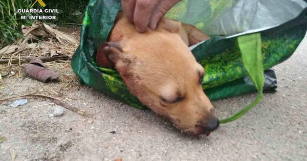 Foto: El cachorro, tras ser encontrado en el contenedor (Foto: Guardia Civil)