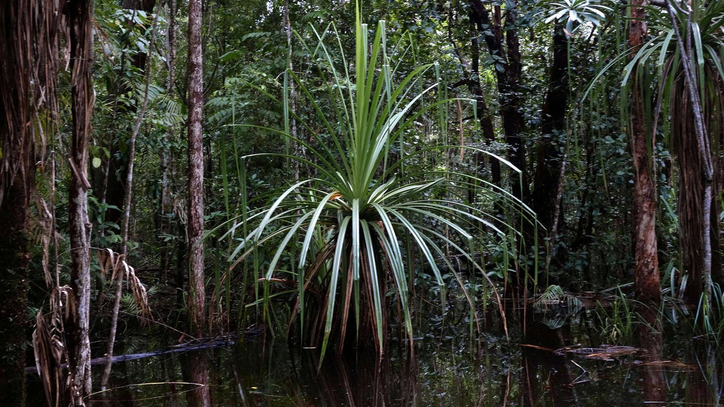 Selva australiana de palmeras. (Andoni Canela)