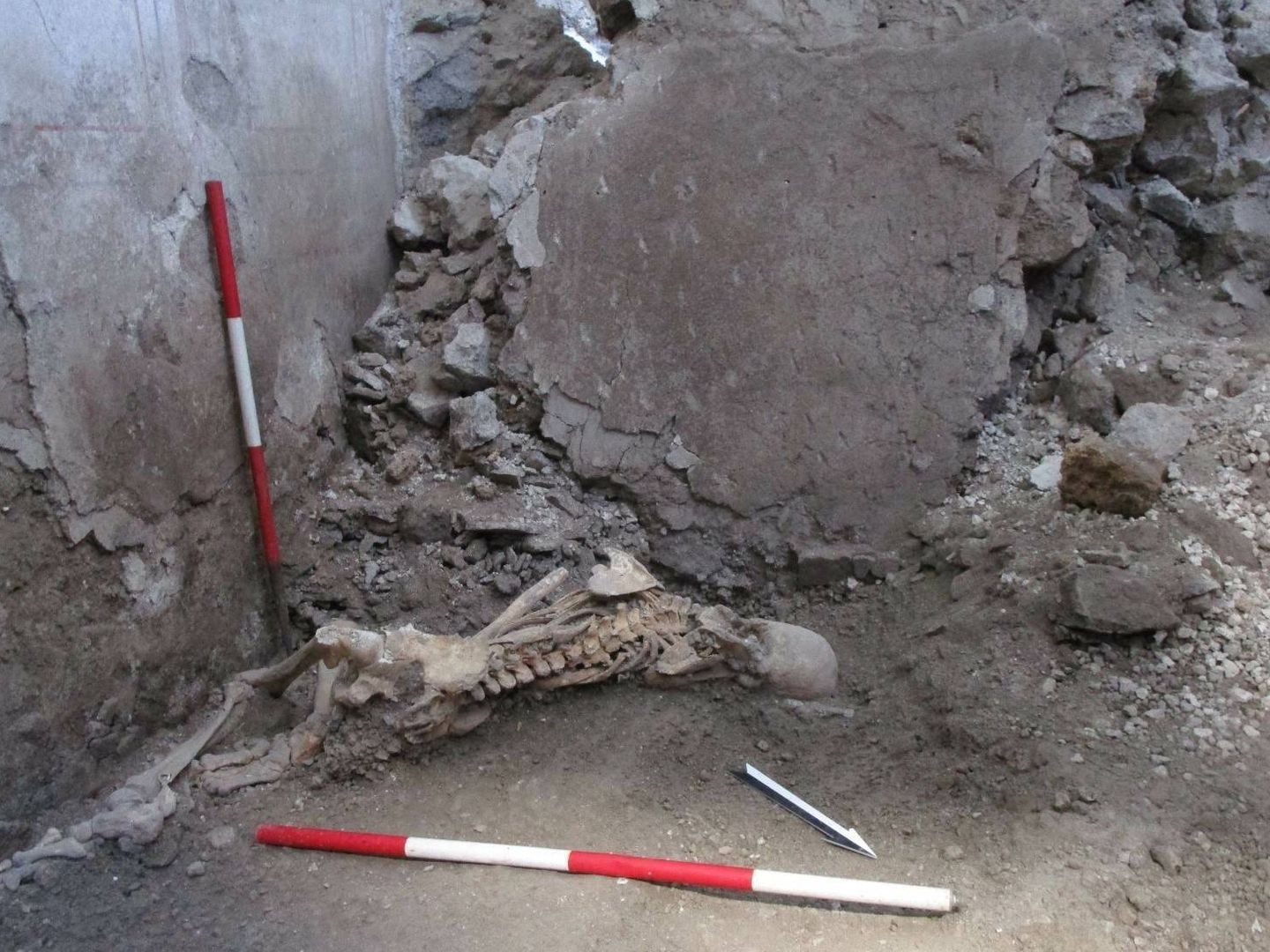 Esqueleto del 'individuo 1', un hombre de unos 50 años cuya posición sugiere que fue aplastado repentinamente por el derrumbe de un gran fragmento de pared. (Parque Arqueológico de Pompeya).