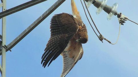 Noticia de Acusan al Gobierno de consentir que las líneas de alta tensión sigan friendo águilas